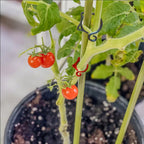 Cat-shaped Plant Clip – Cute Plant Support for Garden and House Plants