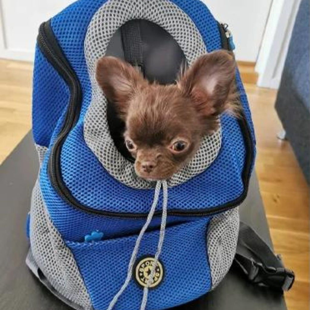 PawCarry – Together everywhere on the go