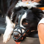 SafeBark - Dog Muzzle