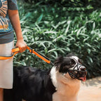 SafeBark - Dog Muzzle