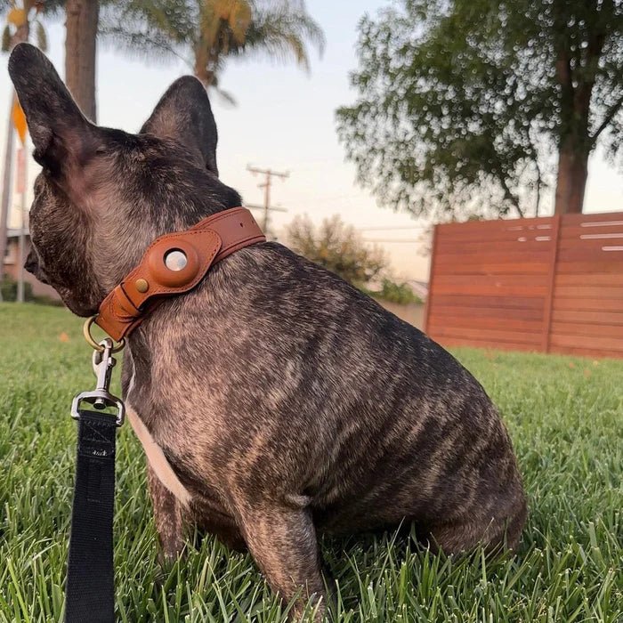 SafeTrack - Premium AirTag Dog Collar