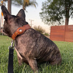 SafeTrack - Premium AirTag Dog Collar