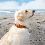 SafeTrack - Premium AirTag Dog Collar