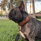 SafeTrack - Premium AirTag Dog Collar