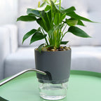 Self-Watering Plant Pot - AquaBloom