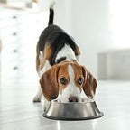 SlowFeed - Dog Feeding Bowl Slow