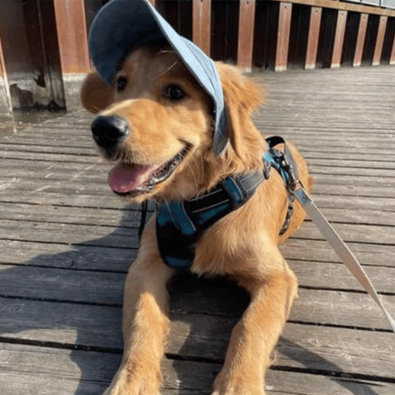 Dog hat