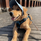 Dog hat