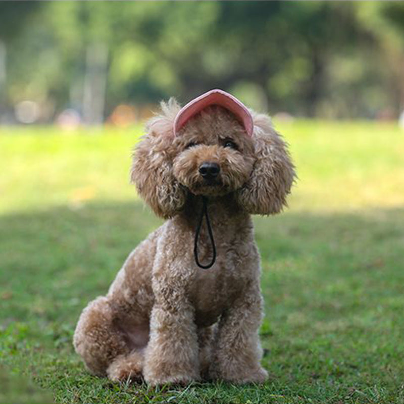 Dog hat