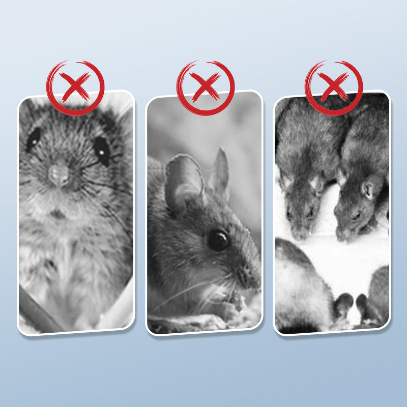 Powerful mouse trap with high sensitivity