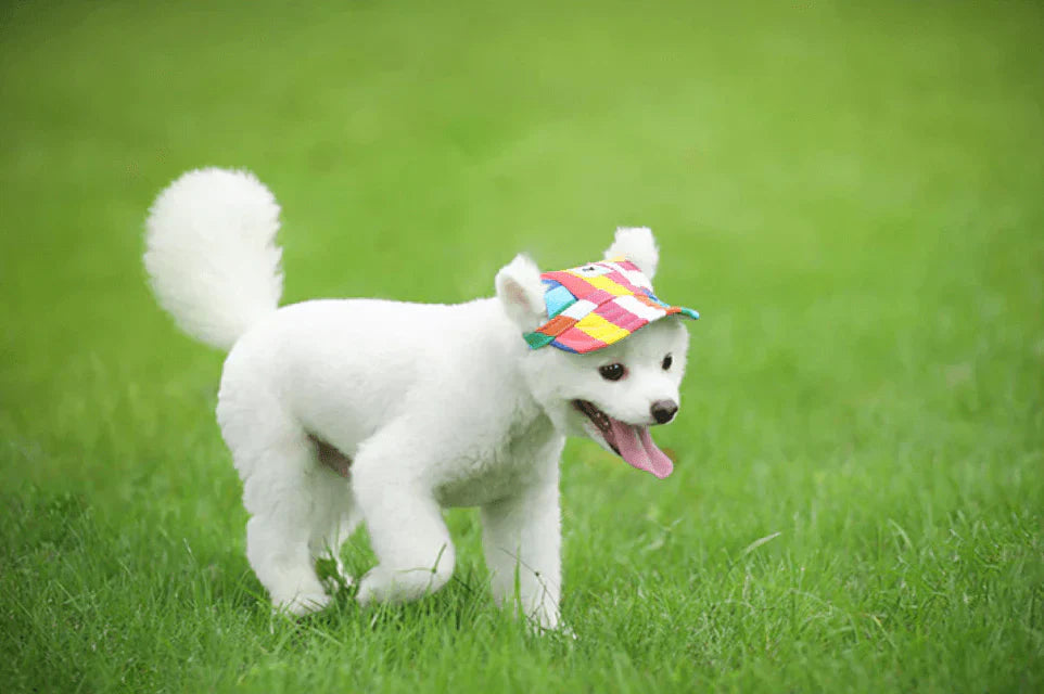 Stylish Round Brim Dog Hat - SunnyPaws