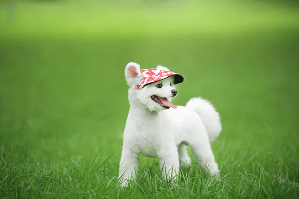 Stylish Round Brim Dog Hat - SunnyPaws