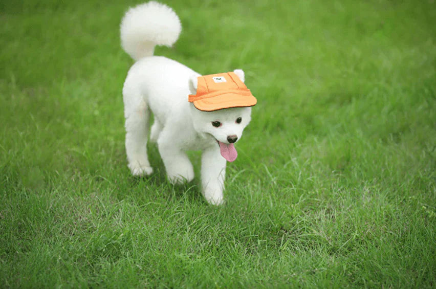 Stylish Round Brim Dog Hat - SunnyPaws