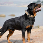 Tactical Dog Collar with Handle - PowerGrip