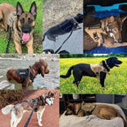 Adjustable Dog Harness for Safe and Comfortable Training