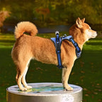 TotalControl - No Pull Dog Harness