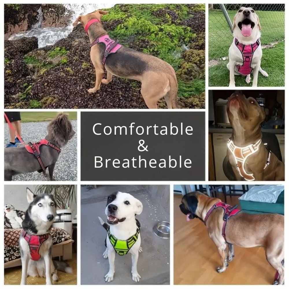 TotalControl - No Pull Dog Harness