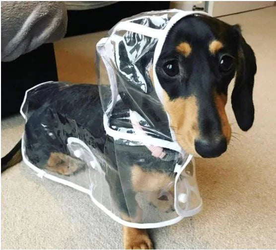 Transparent Waterproof Raincoat for Dogs - DryPaw