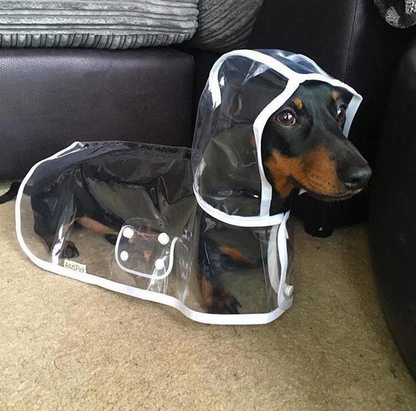 Transparent Waterproof Raincoat for Dogs - DryPaw