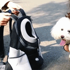 PawCarry – Together everywhere on the go