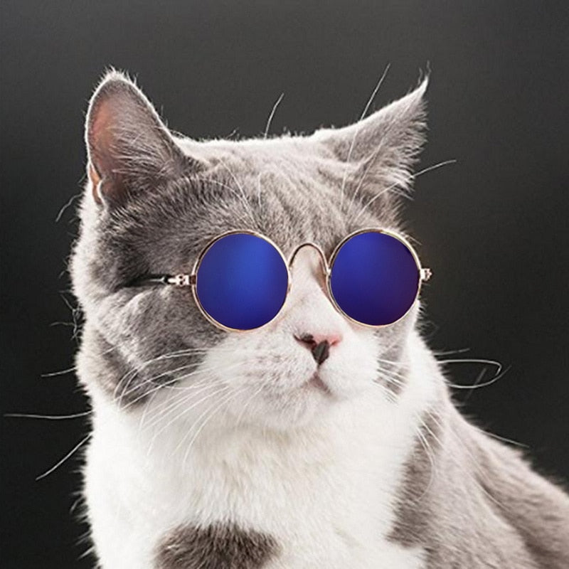 Trendy Cat Sunglasses - KittyShades