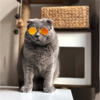 Trendy Cat Sunglasses - KittyShades
