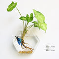 Wall vase made of glass
