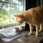 Whisker-Friendly - Raised Cat Bowl