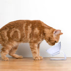 Whisker-Friendly - Raised Cat Bowl
