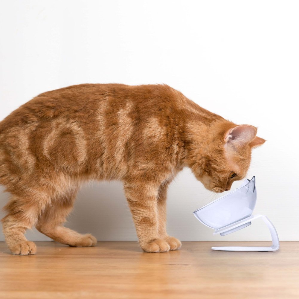 Whisker-Friendly - Raised Cat Bowl